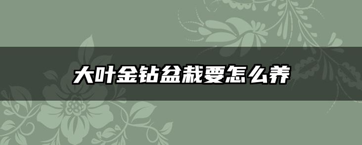 大叶金钻盆栽要怎么养