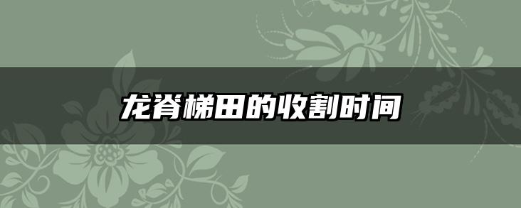龙脊梯田的收割时间
