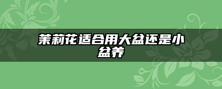 茉莉花适合用大盆还是小盆养