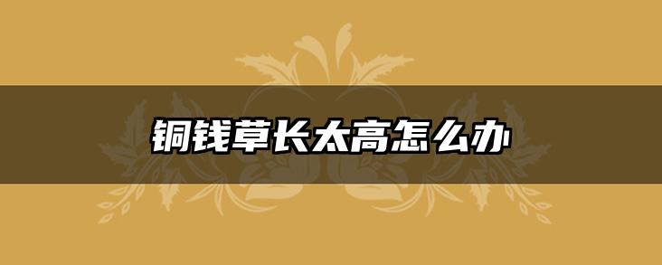铜钱草长太高怎么办