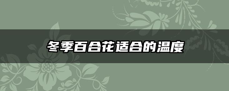 冬季百合花适合的温度