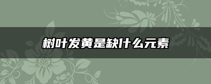 树叶发黄是缺什么元素