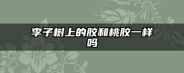 李子树上的胶和桃胶一样吗