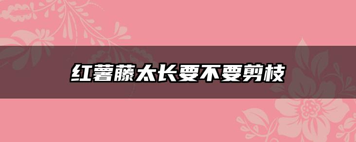 红薯藤太长要不要剪枝