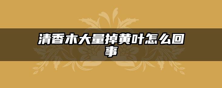 清香木大量掉黄叶怎么回事