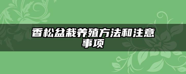 香松盆栽养殖方法和注意事项