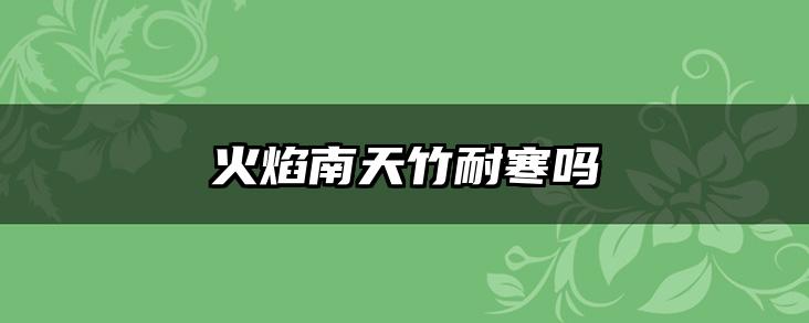 火焰南天竹耐寒吗