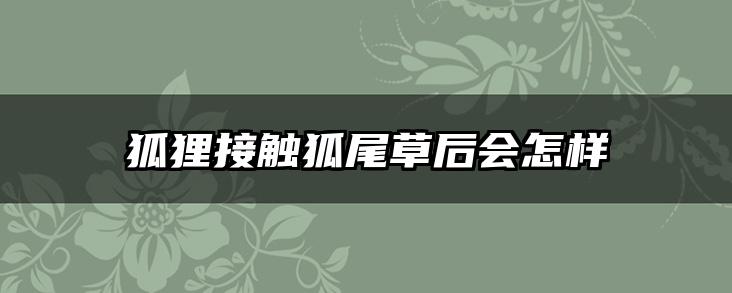 狐狸接触狐尾草后会怎样