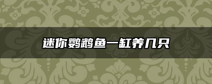 迷你鹦鹉鱼一缸养几只