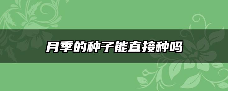 月季的种子能直接种吗