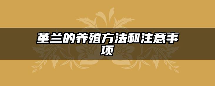 堇兰的养殖方法和注意事项