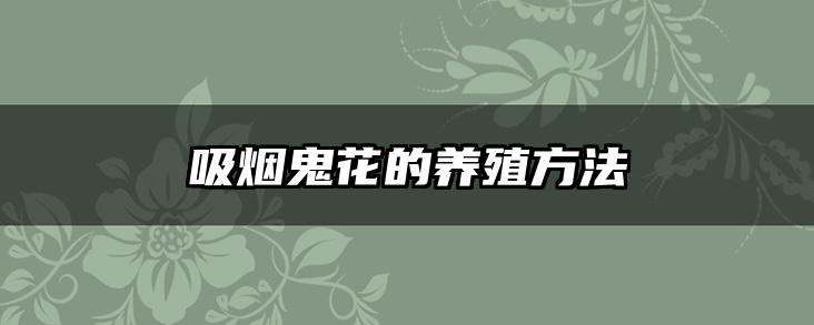 吸烟鬼花的养殖方法