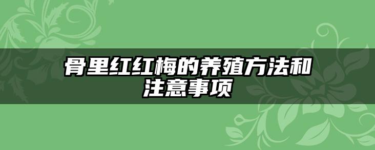 骨里红红梅的养殖方法和注意事项