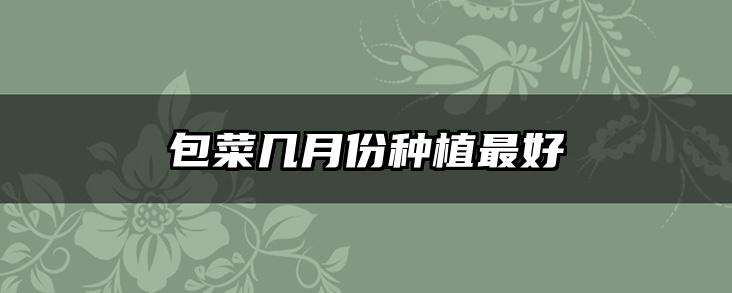 包菜几月份种植最好