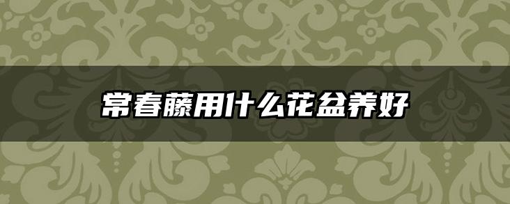 常春藤用什么花盆养好