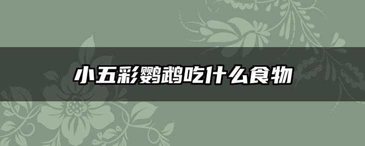 小五彩鹦鹉吃什么食物