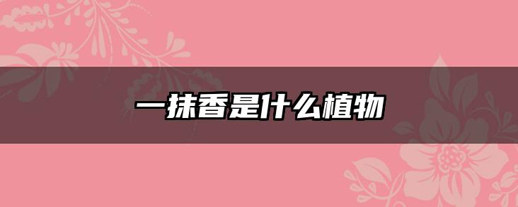 一抹香是什么植物