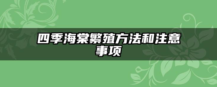 四季海棠繁殖方法和注意事项