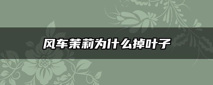 风车茉莉为什么掉叶子