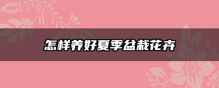 怎样养好夏季盆栽花卉