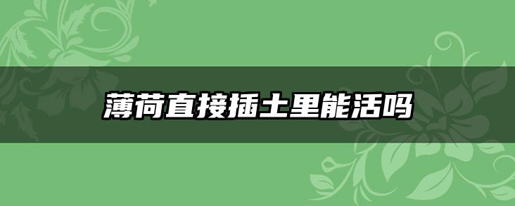薄荷直接插土里能活吗