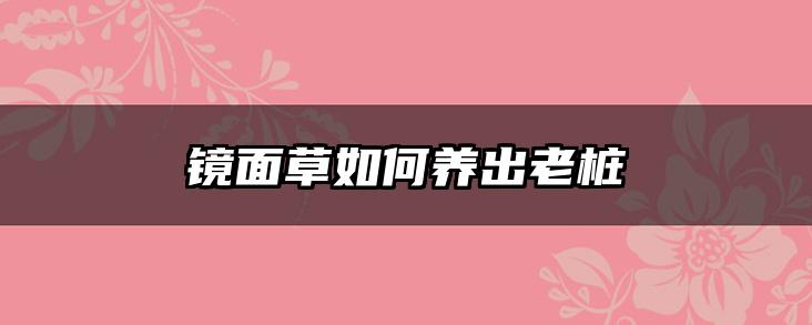 镜面草如何养出老桩