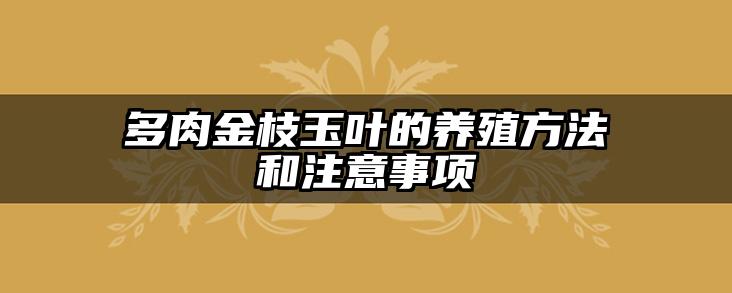 多肉金枝玉叶的养殖方法和注意事项