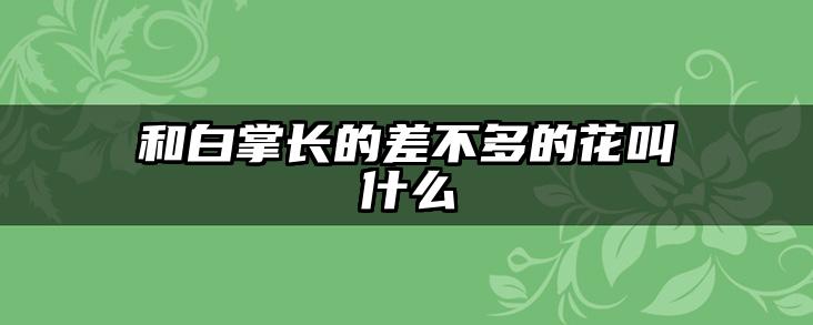 和白掌长的差不多的花叫什么