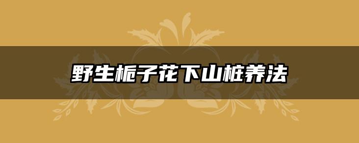 野生栀子花下山桩养法