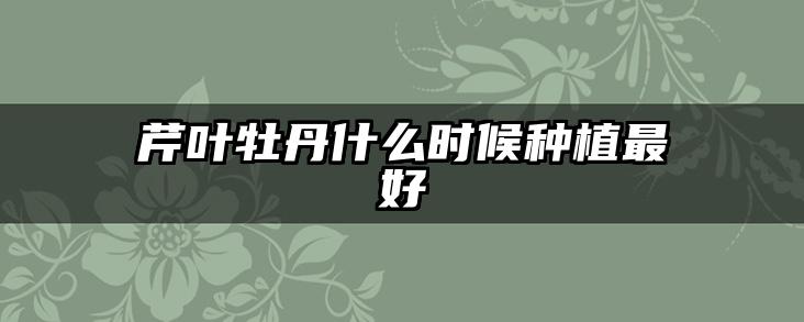 芹叶牡丹什么时候种植最好