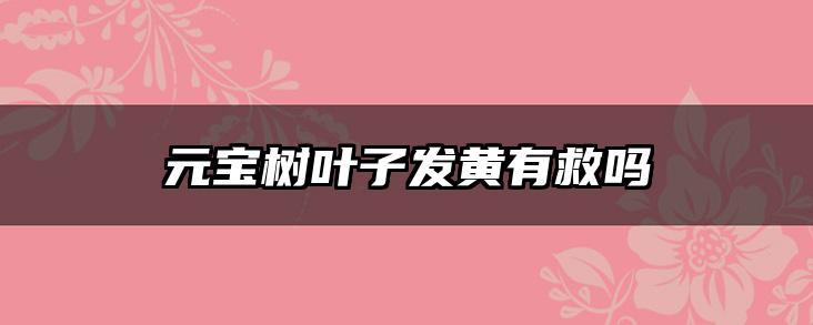 元宝树叶子发黄有救吗