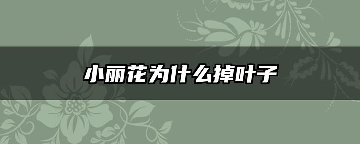 小丽花为什么掉叶子