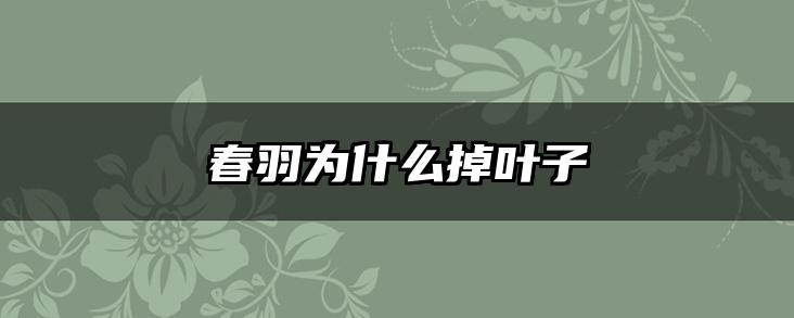 春羽为什么掉叶子