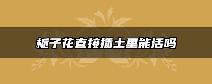 栀子花直接插土里能活吗