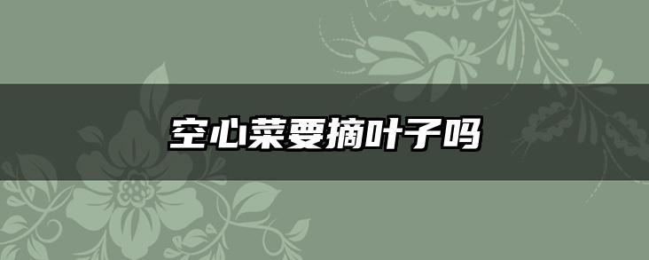 空心菜要摘叶子吗