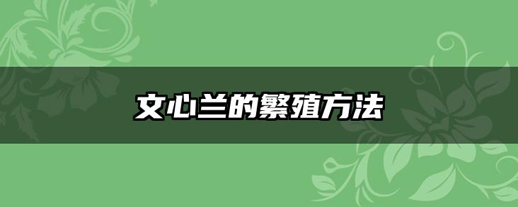 文心兰的繁殖方法