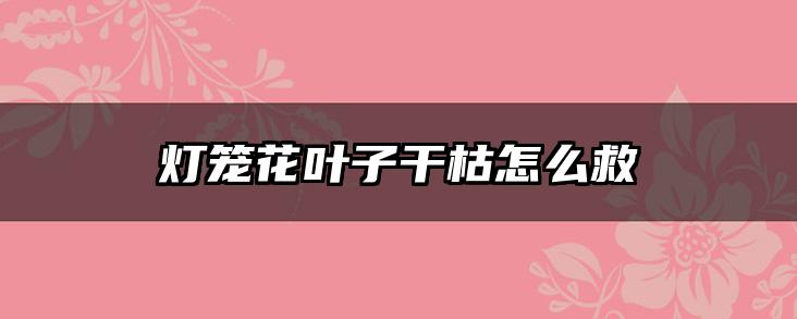 灯笼花叶子干枯怎么救