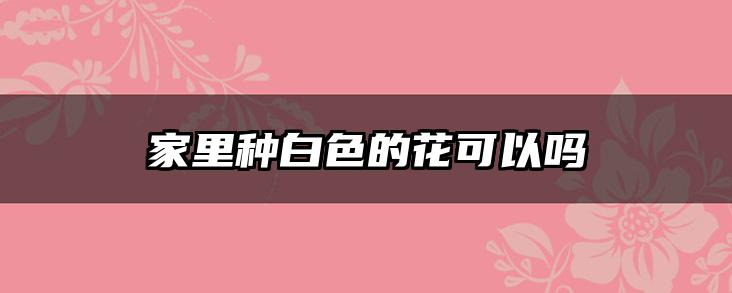 家里种白色的花可以吗