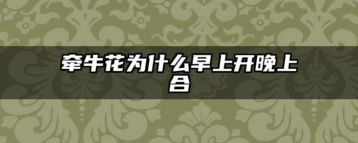 牵牛花为什么早上开晚上合