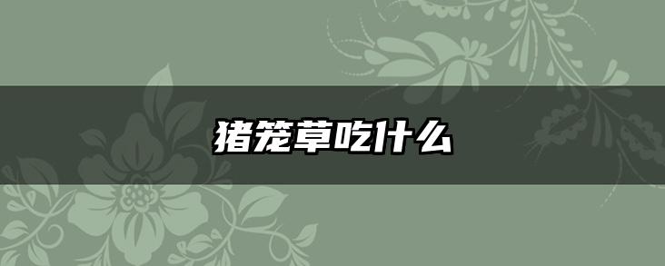猪笼草吃什么