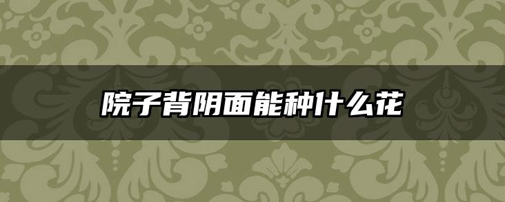 院子背阴面能种什么花