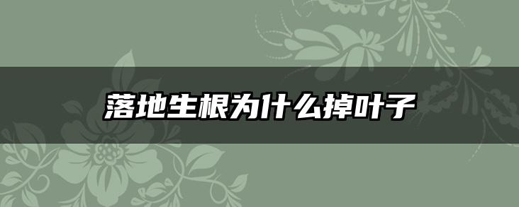 落地生根为什么掉叶子