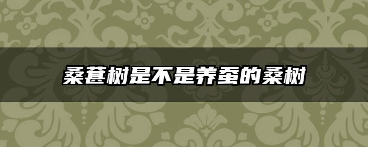 桑葚树是不是养蚕的桑树