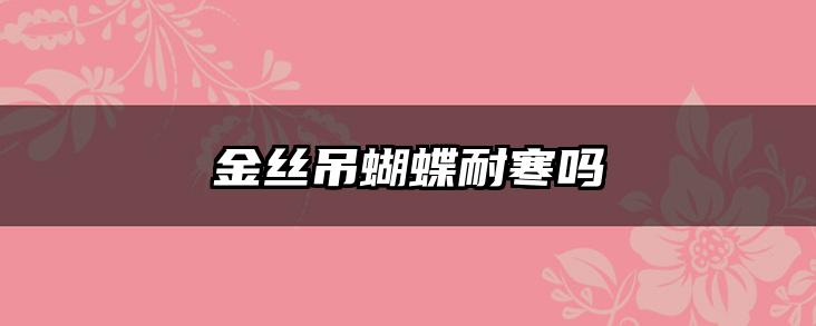 金丝吊蝴蝶耐寒吗
