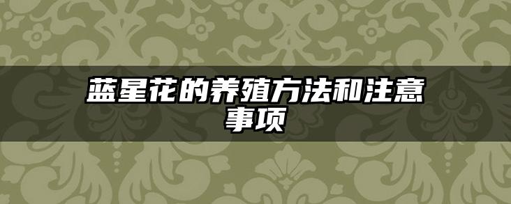 蓝星花的养殖方法和注意事项