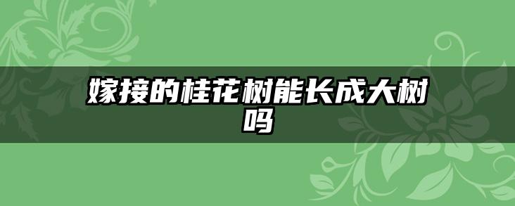 嫁接的桂花树能长成大树吗