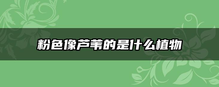 粉色像芦苇的是什么植物