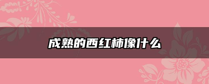 成熟的西红柿像什么