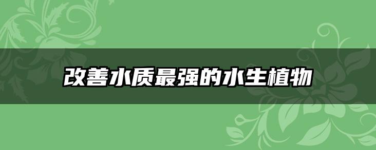 改善水质最强的水生植物