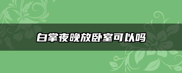 白掌夜晚放卧室可以吗